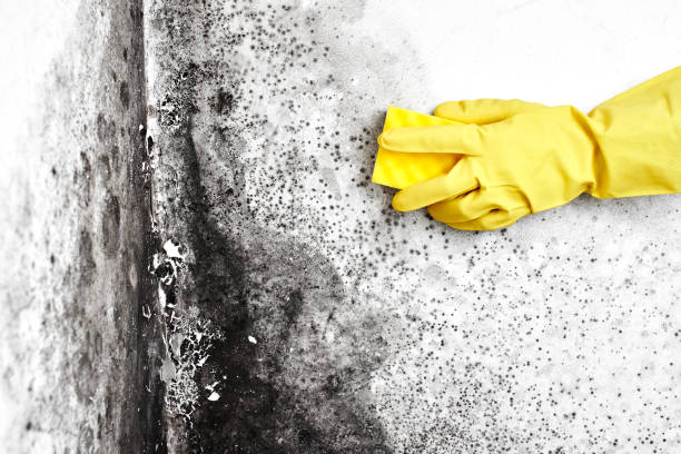 Best Emergency Mold Remediation  in Garden City, NY