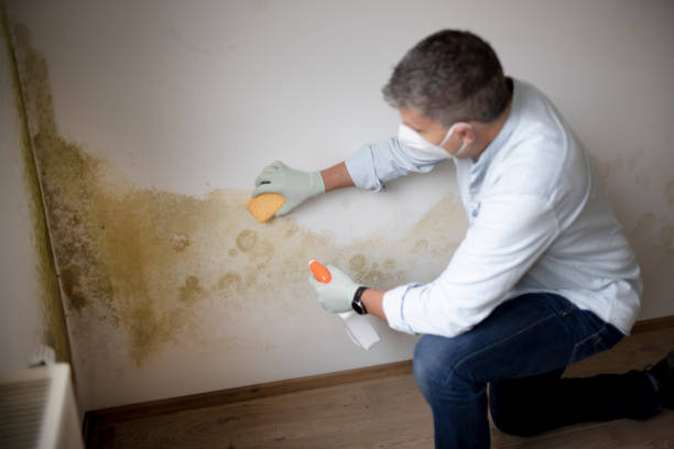 Best Air Quality Testing for Mold Spores  in Garden City, NY