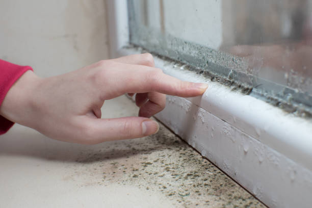 Best Commercial Mold Inspection  in Garden City, NY