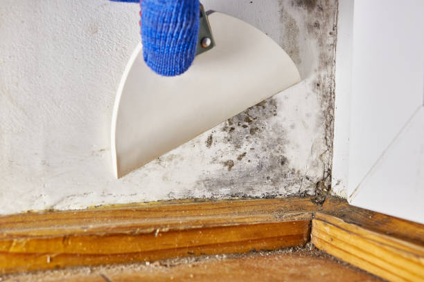 Garden City, NY Mold Removal Company